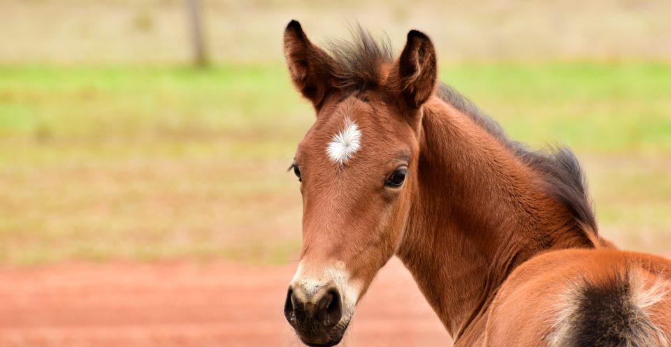 Light bay foal with star on forehead standing on a field