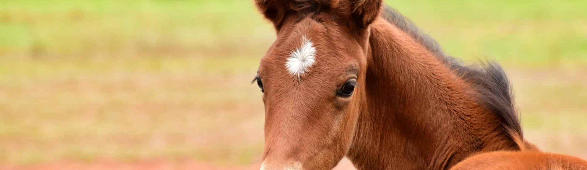Light bay foal with star on forehead standing on a field