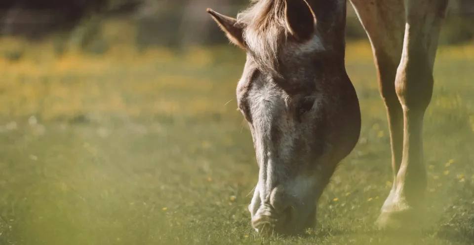 Appaloosa horse grazing on fresh spring grass