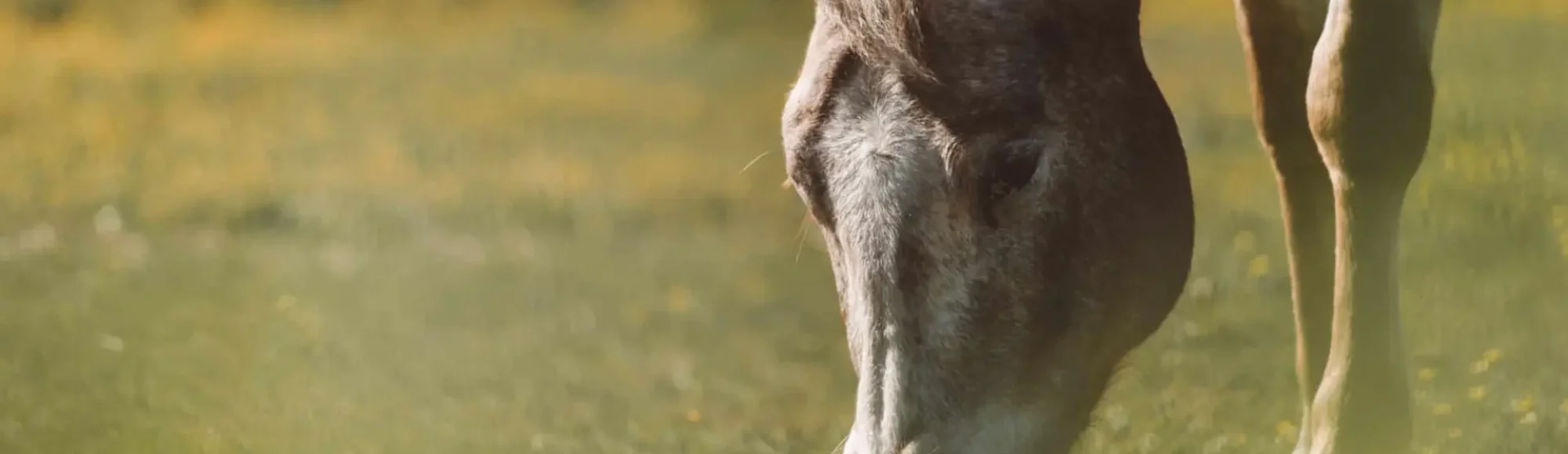Appaloosa horse grazing on fresh spring grass