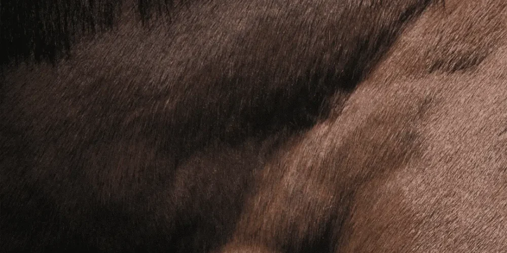 Horse with brown fur and black mane