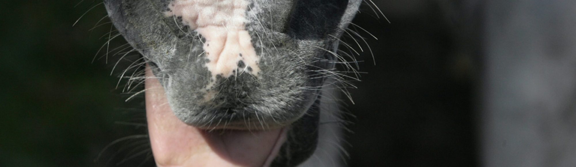 Light Grey Horse sticks out tongue