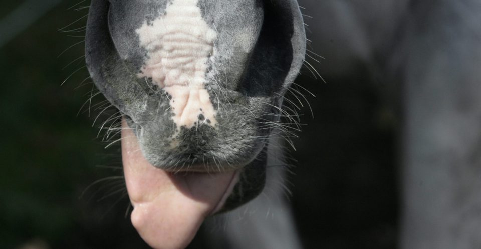 Light Grey Horse with short whiskers sticks out tongue