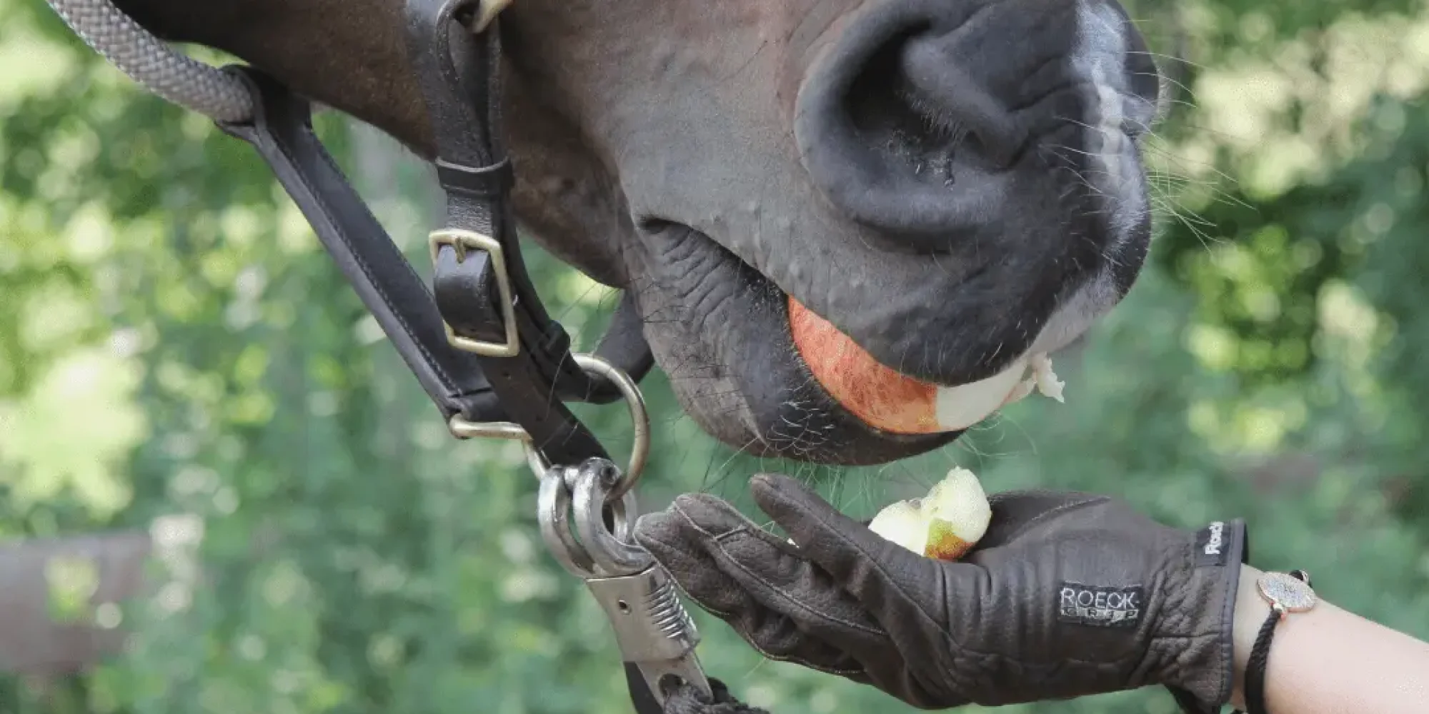 Horse eats an apple