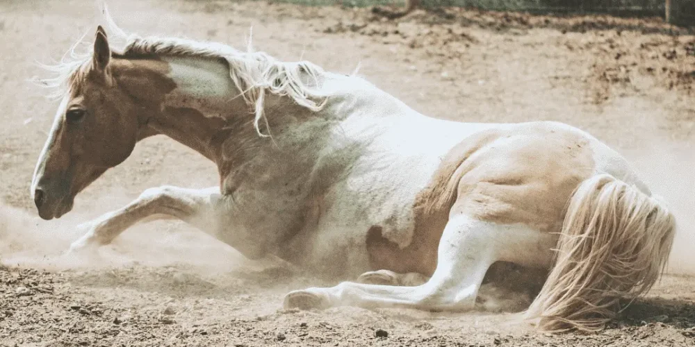 Horse rolling in the sand