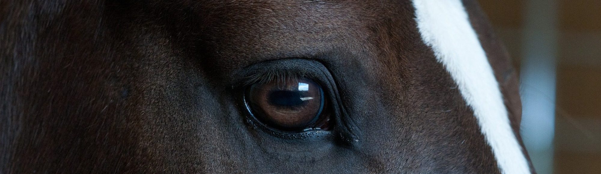Nahaufnahme des Auges eines dunkelbraunen Pferdes