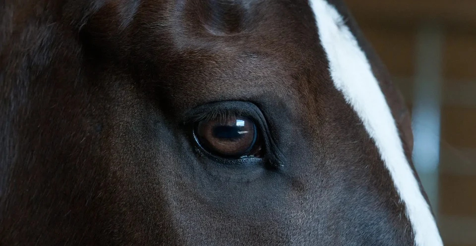 Close-up of dark bay horses eye