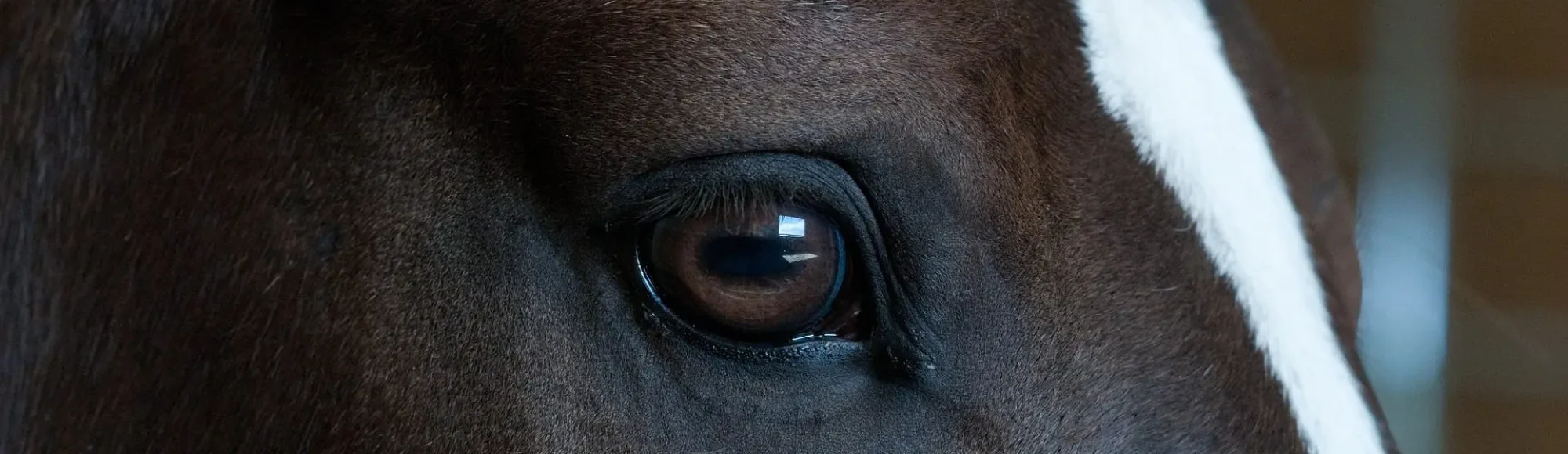 Close-up of dark bay horses eye