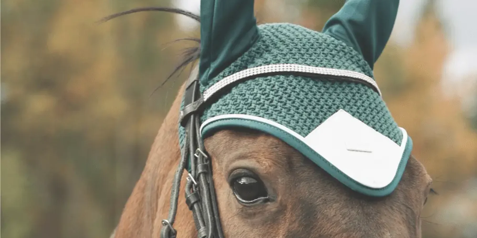 brown horse with a green fly hood covering the ears