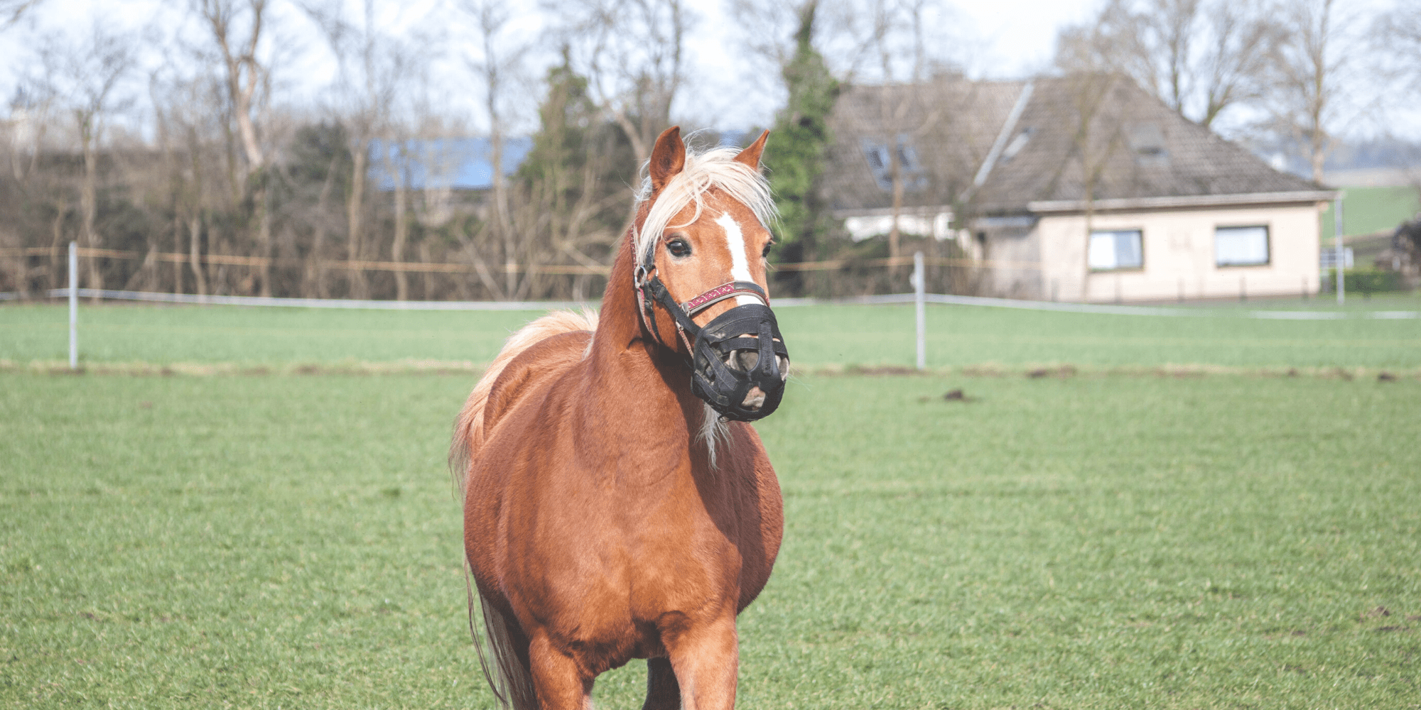 Ein Pferd mit einer Fressbreme und potentiellem Übergewicht auf der Wiese