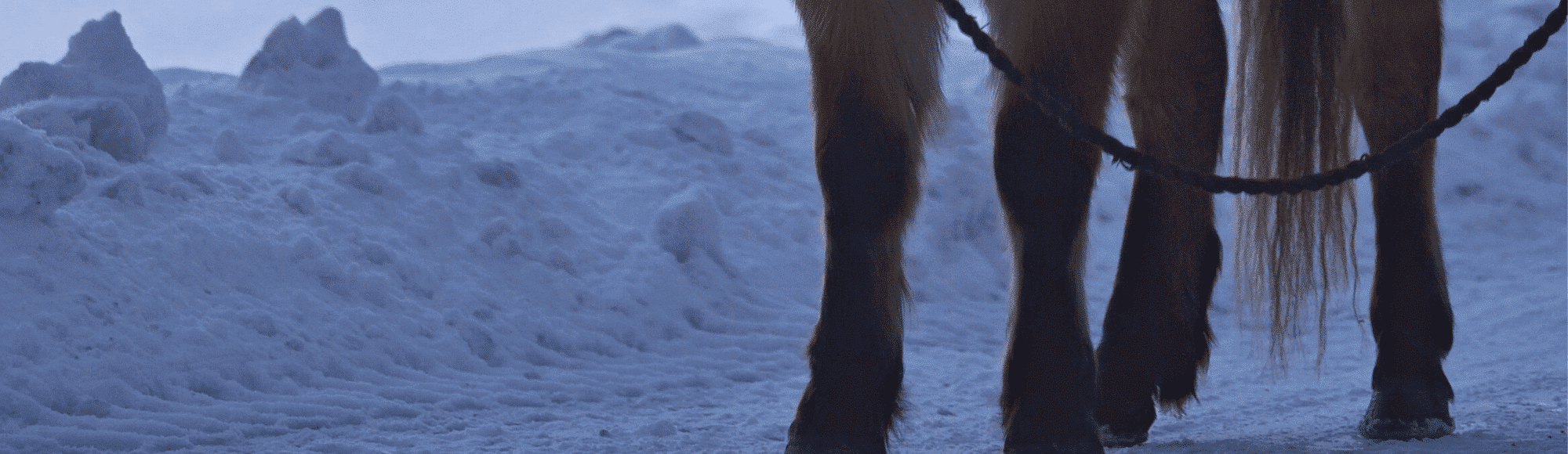 gesunde Hufe im Winter