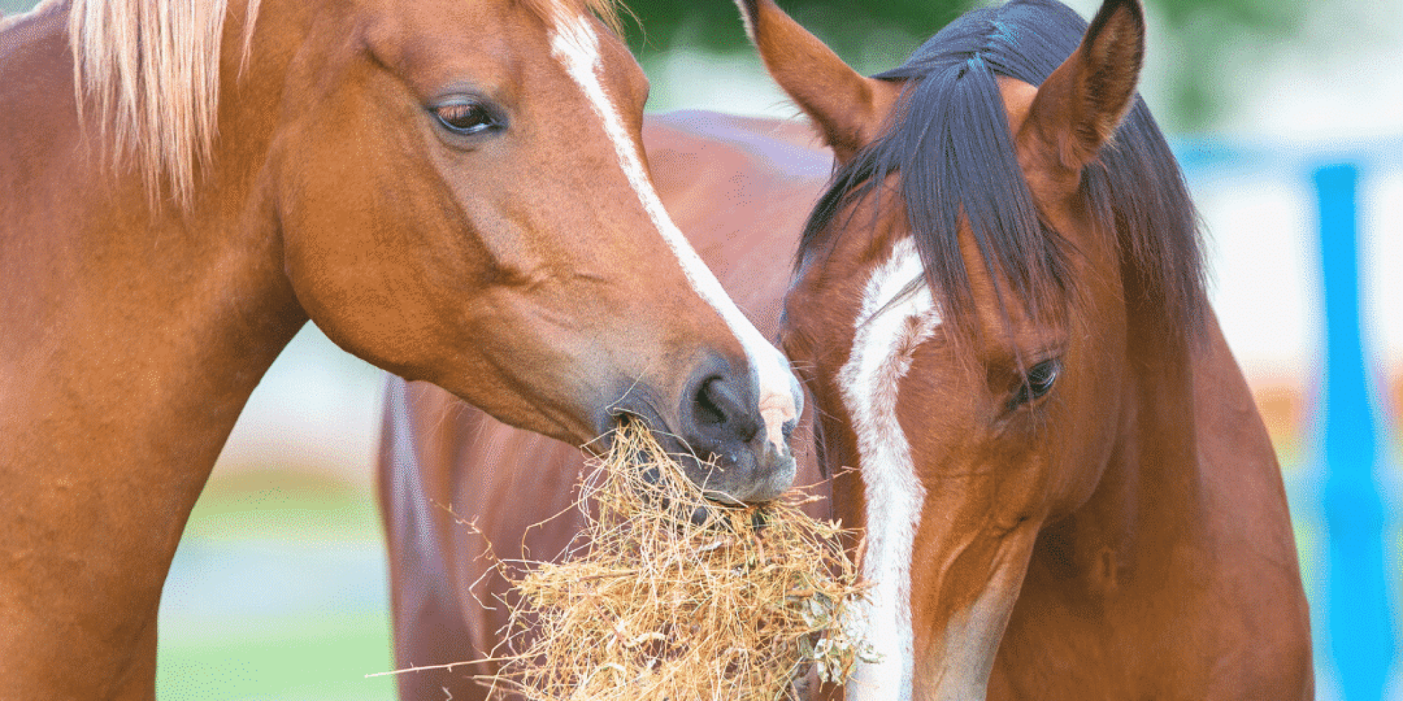 two horses eating hay outside