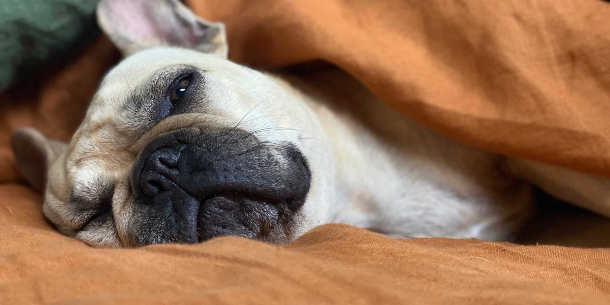 Hundekrankenversicherung Tierkrankenversicherung Hundekrankenversicherung Rundumschutz für deine Fellnase