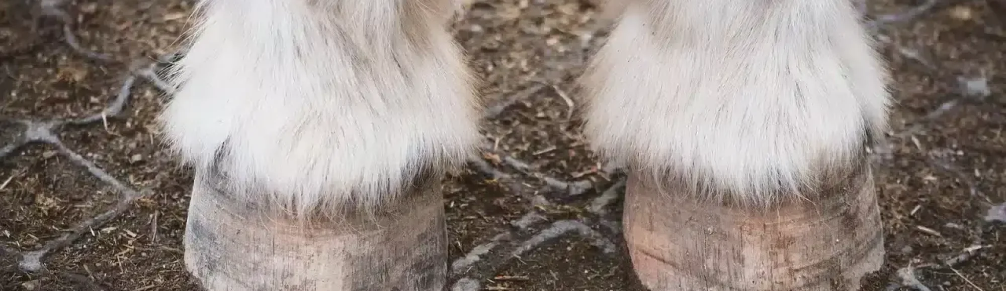 hooves-7637407_1280