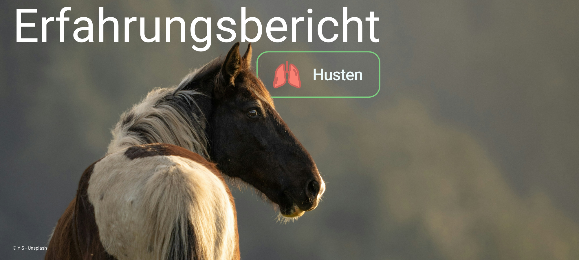 Faszinierend Trockener Husten Pferd Hausmittel Bilder
