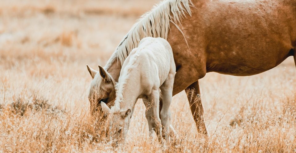 A palomino Mustang horse mare and foal grazing in the wild on yellow grass