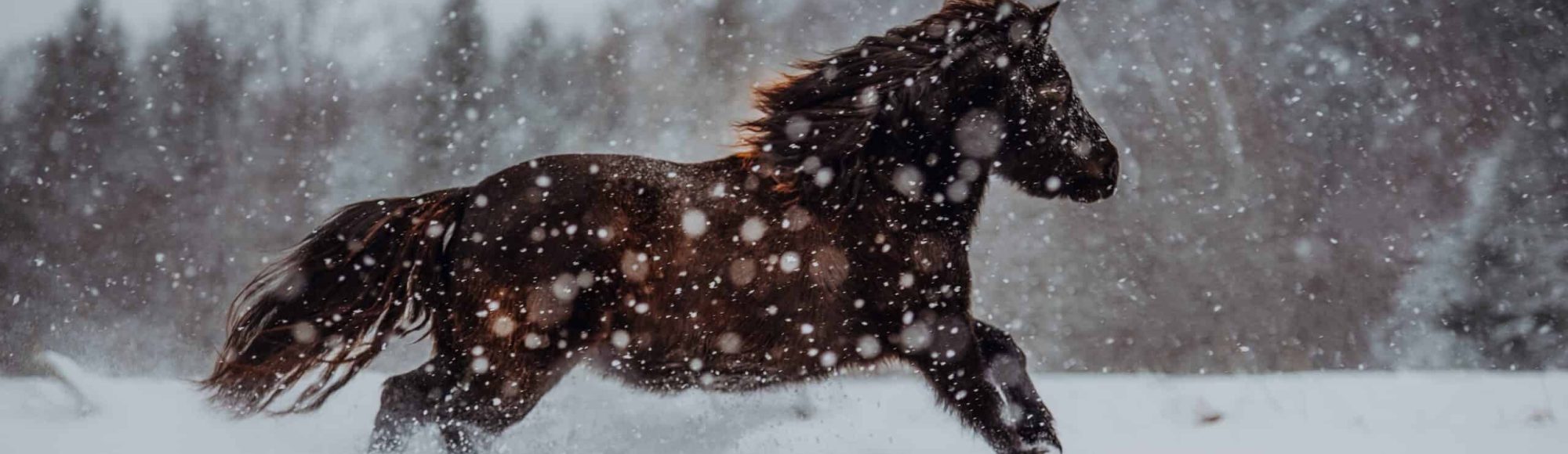 Dark bay Icelandic Horse cantering through snowy field in heavy snowfall