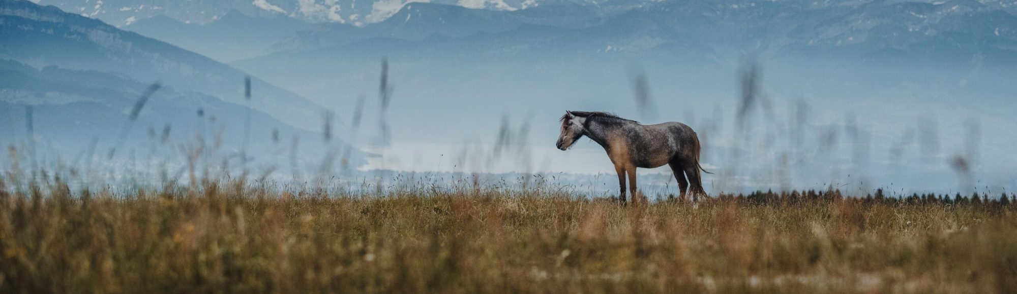 Grey Horse standing on a grassy mountain range with a lake and snow in the background