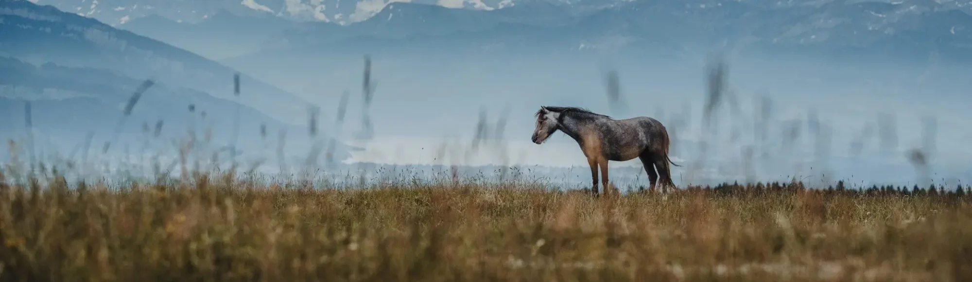 Horse standing on mountain range