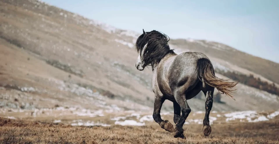 Endangered grey wild horse cantering over grass in mountain terrain