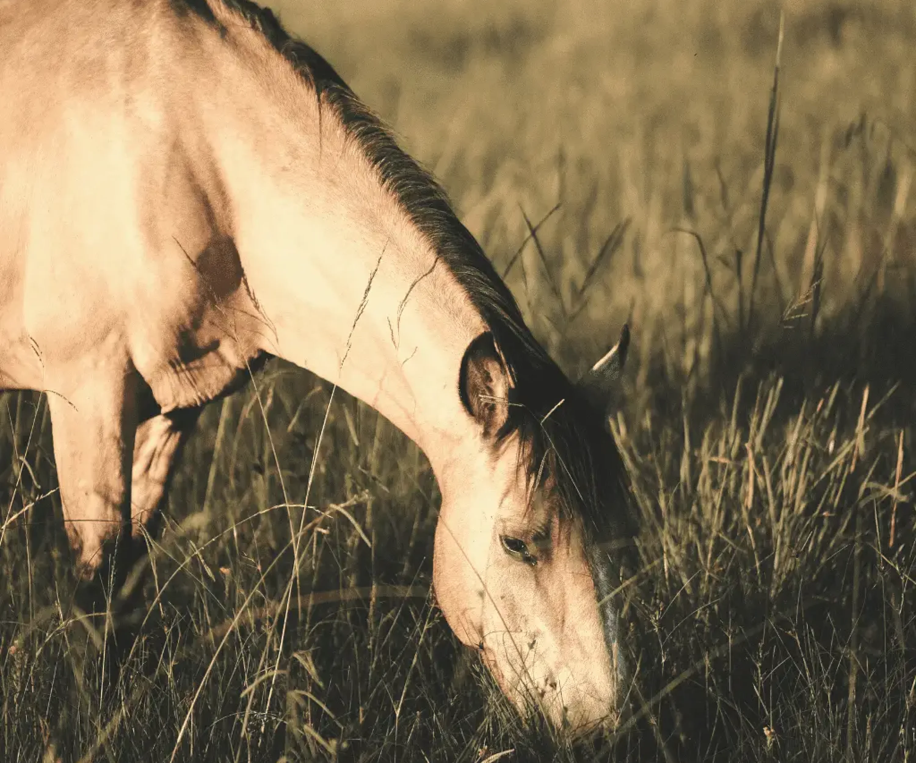 limit grazing time