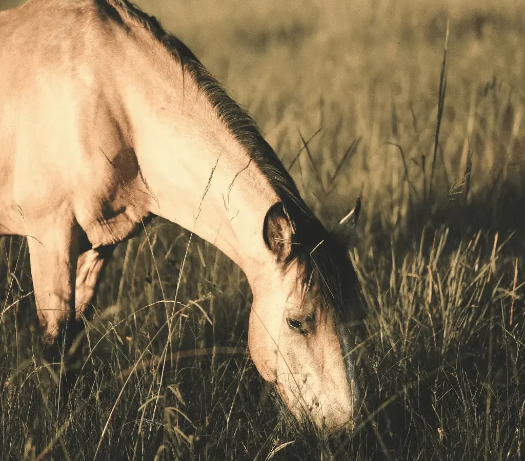 limiting grazing