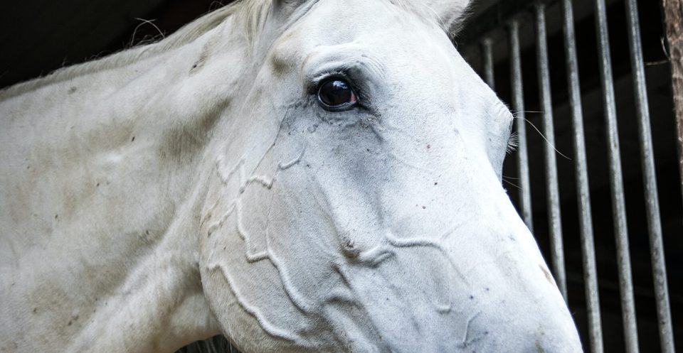Light grey horse's head looks at the camera after training