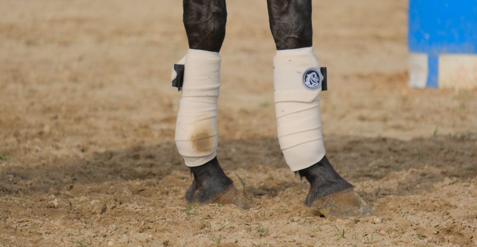 Horse with bandaged legs, standing on sand in an arena