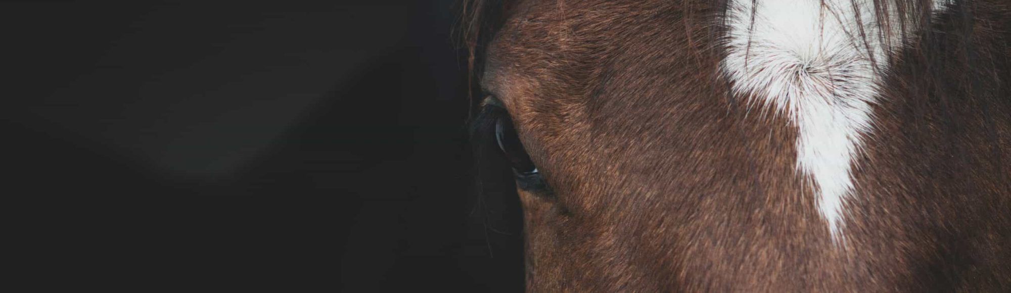 Bay horse with star on forehead looking at camera