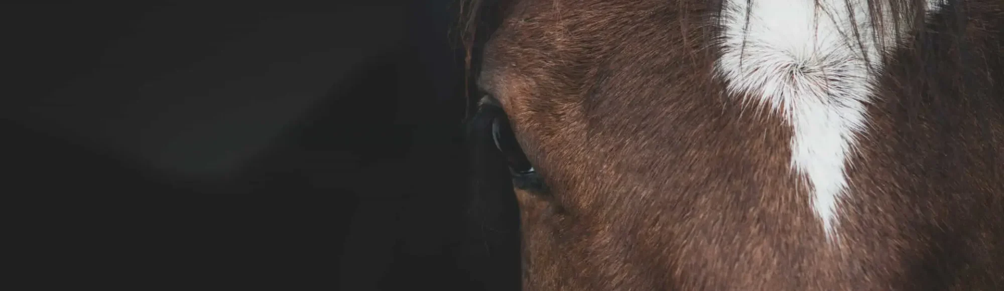 Bay horse with star on forehead looking at camera
