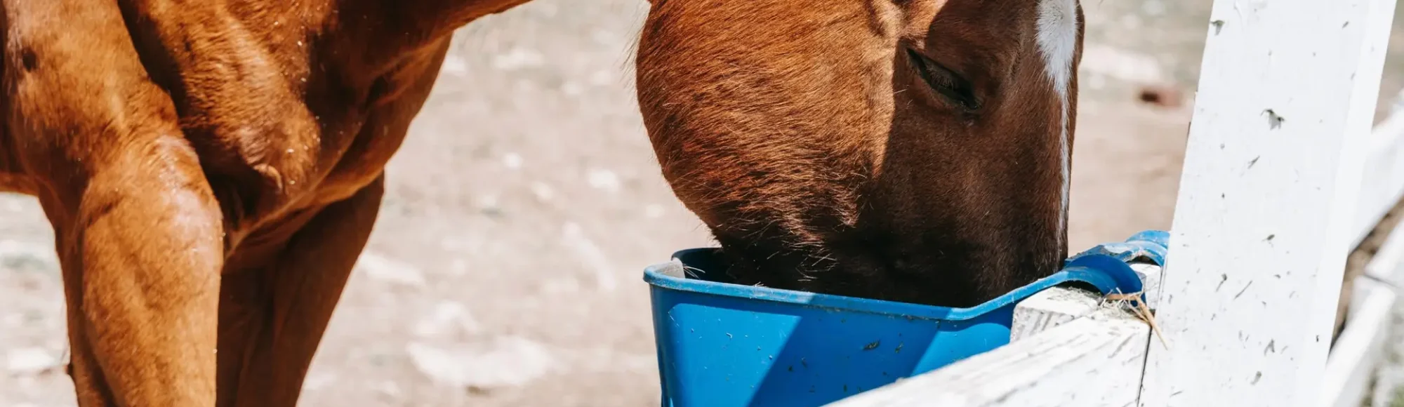 Fuchsfarbenes Pferd