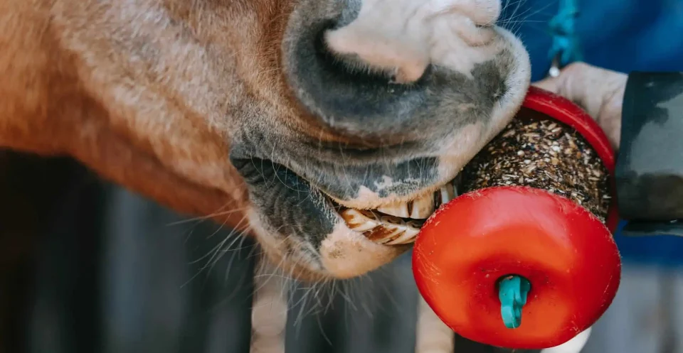 Chestnut Horse eating a grain and seed snack