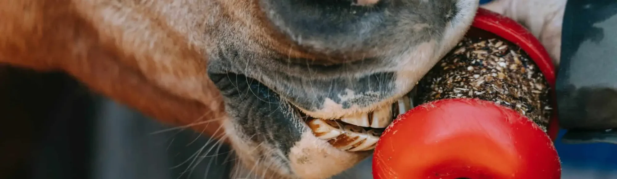 Chestnut Horse eating a grain and seed snack