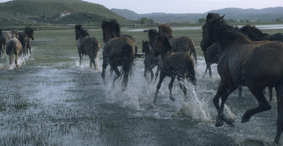 Horse Herd cantering through shallow water in swamp land surrounded by hills