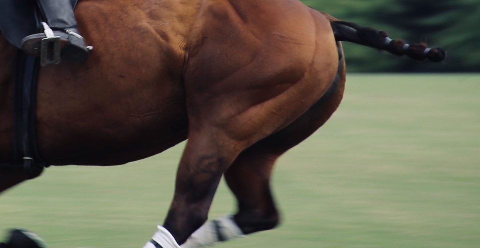 Well-trained polo horse with tied up tail and muscled hindquarters cantering down a grass field at full speed