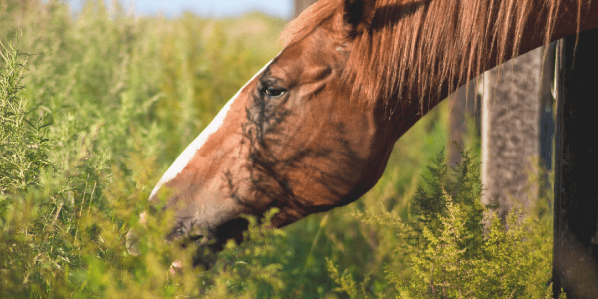 horse eating a poisonous plant
