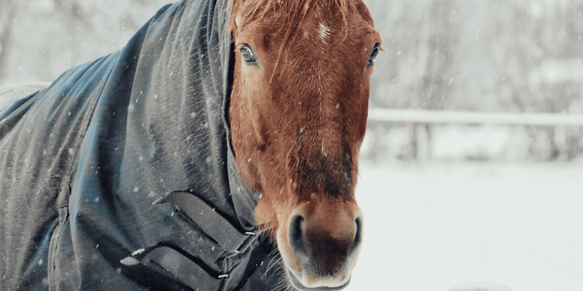 Horse with a rug in winter snow