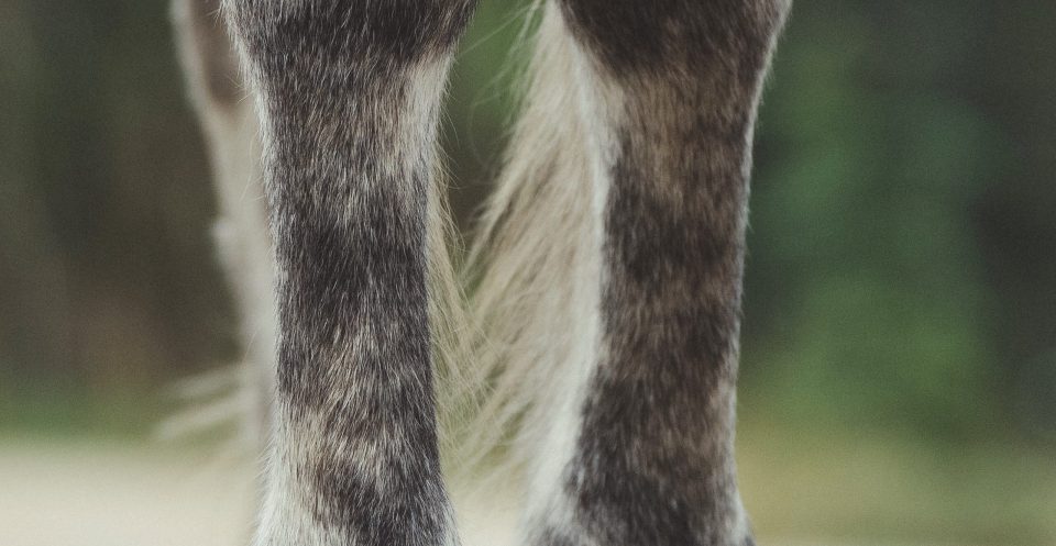 Dapple grey draft horse legs close-up