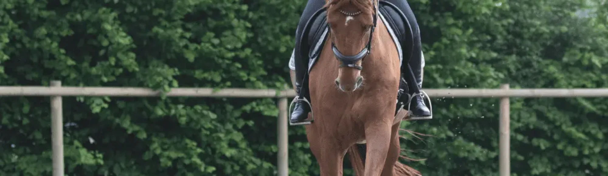 Pferd reitet gerade auf die Kamera zu