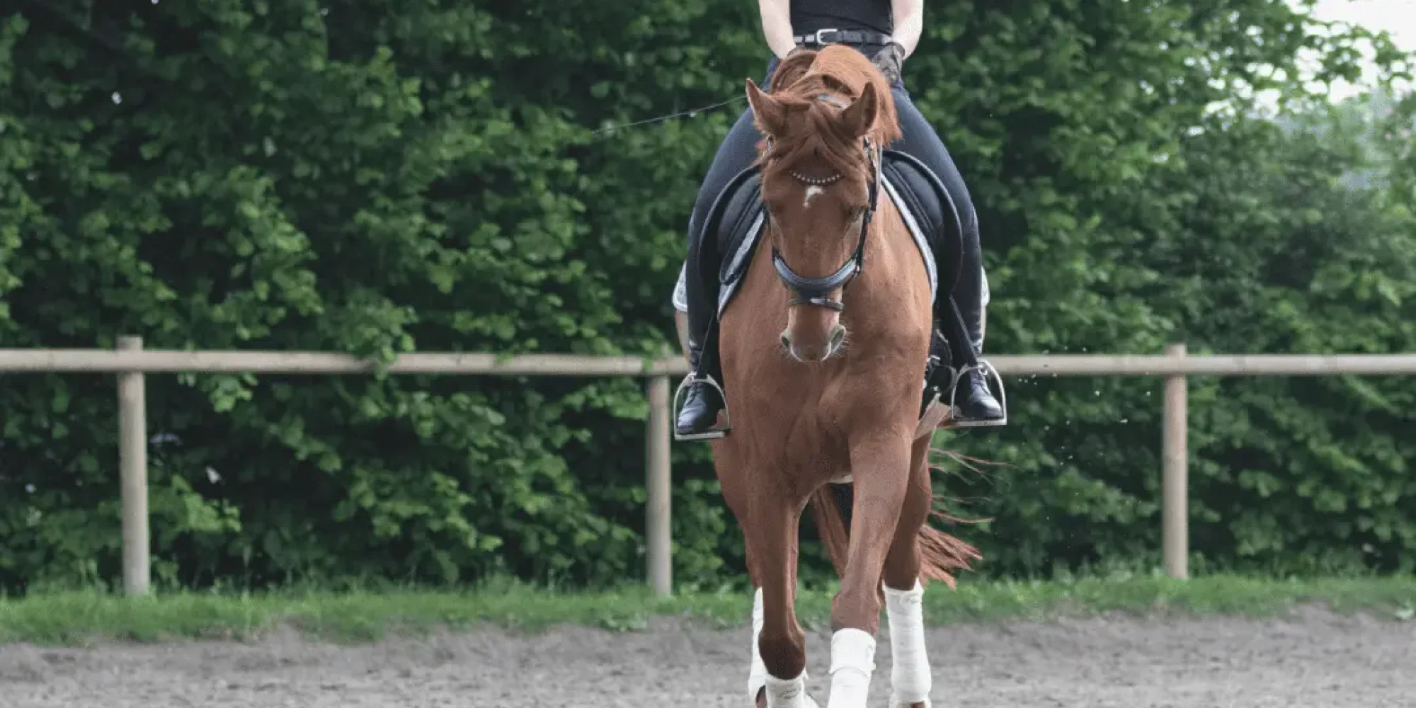 Pferd reitet gerade auf die Kamera zu