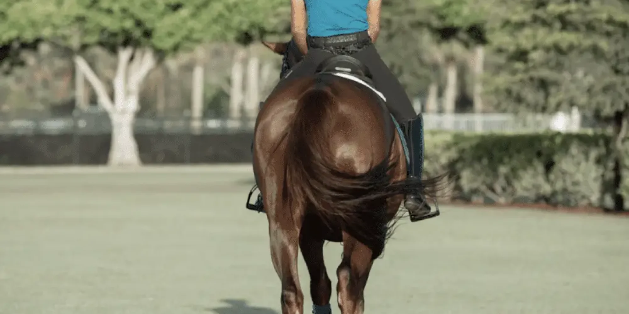 Brown horse with a rider wents away from the camera