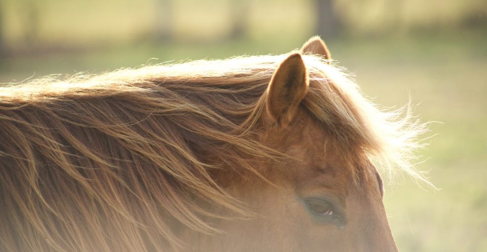 Sunlit Horse looks at camera, mane is blowing in the wind