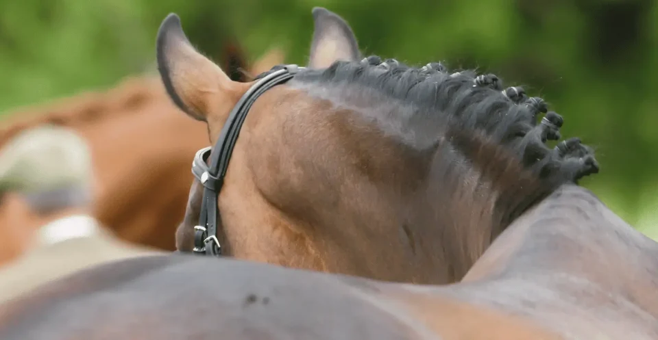 Wobbler disease in horses is a neurological condition causing spinal cord compression in the neck, leading to incoordination and weakness.